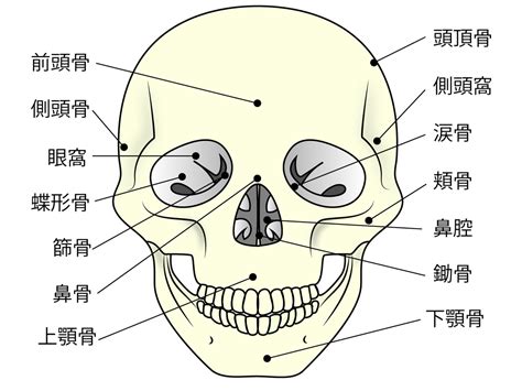 頭部位置|頭